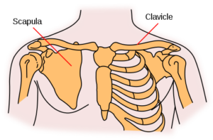 shoulder-girdle